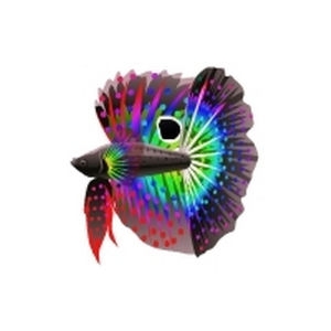 Rainbow Polka Betta